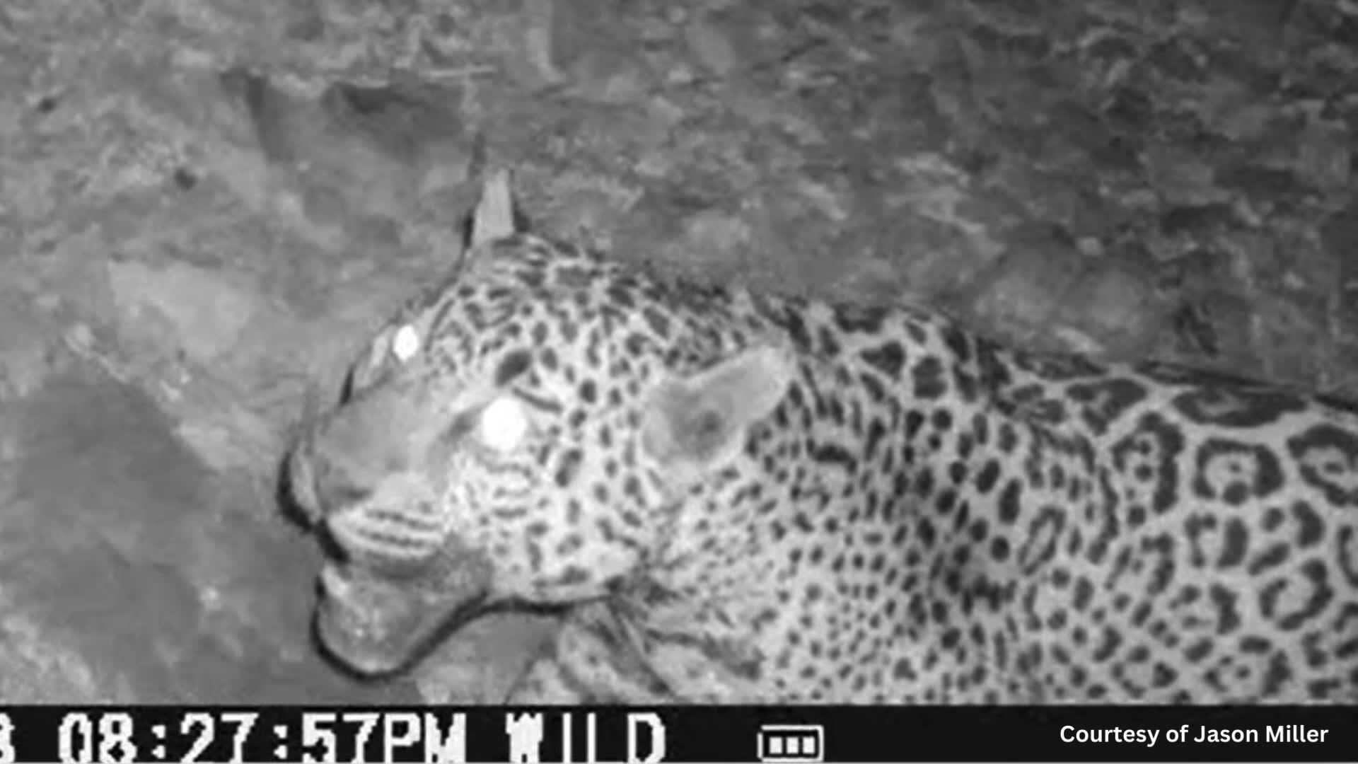 To protect jaguar, enviros sue to block new Chiracahuas roads